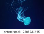 Fluorescent jellyfish swim underwater in aquarium pool with blue neon light. The Atlantic sea nettle chrysaora quinquecirrha in blue water, ocean. Theriology, tourism, diving, undersea life.