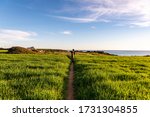 One distant woman walks in narrow footpath among fields with green wheat near the ocean in Conil de la Frontera, Spain.