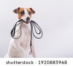 The Dog Holds A Leash In His...