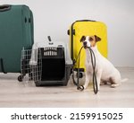 Jack russell terrier dog holding a leash while sitting near suitcases and travel box. Ready for vacation.