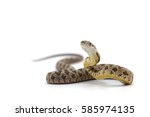 Rat snake attack pose isolated...