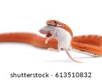Scaleless Snake Eat Mouse...