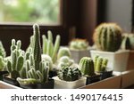 Many small potted cactus in box of window's house, planted indoor near window. Cactus in pot arranged in house. Home plant need sunshine to grow.