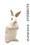 Small photo of Rabbit stands on white background. Little cute bunny balances itself on two back leg.