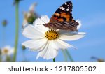 Painted Lady Butterfly And Sky