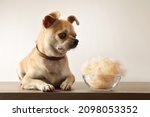 Hairless Dog With Chihuahua And ...