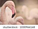 Detail Of Flamingo With...