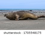 Southern Elephant  Seal ...