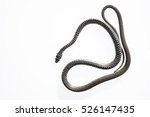 green whip snake or western... | Shutterstock . vector #526147435