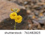 Argylia Radiata  Native Flower...