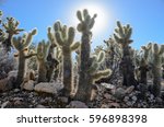 Silhouette of Teddy Bear Cholla cactus in the Sonora desert, Arizona, USA. Low angle view of a back lit perennial succulents garden, blue clear sky in the background, sun shining through.  