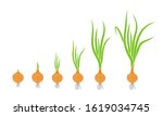 crop stages of onion. growing... | Shutterstock .eps vector #1619034745