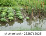 Small photo of Beds with cabbage and tomatoes in water. The garden is flooded. landscape without sky, without people. Consequences of downpour, flood. Rainy summer or spring.