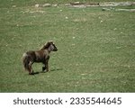 Small photo of A mocha brown pony with a blond mane and tail is shedding its winter coat, giving it a rough appearance. He's plodding along, head lowered, across a green hillside, littered with clumps of dry brush.