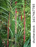 Red and green Bamboo growing in a rainforest in Papaikou, Hawaii, USA