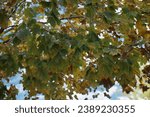 Small photo of Close up of branches of a Maple tree with leaves turing from green to yellow and brown in the fall in Trevor, Wisconsin, USA
