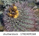 Image Of Blooming Barrel Cactus ...