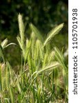 Small photo of The Mouse Barley (Hordeum murinum) grows in the field.