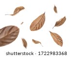 dry leaves flying on white background,motion blur 