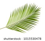 Free Image of Greens fronds of a cane palm | Freebie.Photography
