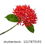 Ixora Coccinea Flower  Red...