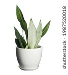 Small photo of Sansevieria Moonshine in white pot, Moonshine Snake Plant, isolated on white background with clipping path