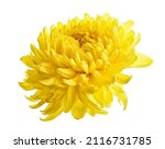 Yellow Chrysanthemum Flower ...