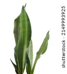 Small photo of Sansevieria Moonshine leaves, Moonshine Snake Plant, isolated on white background with clipping path