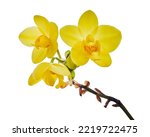 Yellow orchid, Philippine ground orchid, Tropical flowers isolated on white background, with clipping path                                