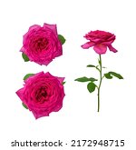 Collage Of Three Pink Roses...