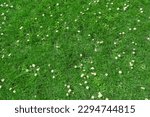 Top view of green grass and small daisy flowers background