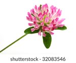 Small photo of Trifolium pratense. It has also been reported that red clover can be used for therapeutic purposes for coughs, bronchitis, eczema, sores, scrofula and can be gargled for mouth ulcers and sore throats.