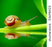 Small photo of Young snail Trichia hispida on fresh green leaf over garden pool. Macro shot with shallow dof ( snail is 7mm sized )