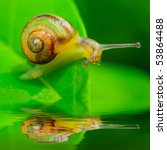 Small photo of Little snail on green leaf over garden pool. Macro shot with shallow dof ( snail is 7mm sized )