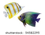 Tropical Reef Fish   Isolated...