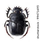 Small photo of The Scarabaeus - Dung beetle isolated on a white background.