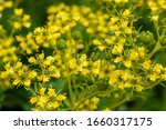 Small photo of Yellow flowers of Ruta graveolens (common rue or herb of grace) in summer garden. The cultivation of medicinal plants in the garden.