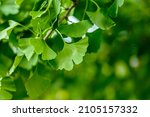 Small photo of Ginkgo ( lat. Ginkgo ) is a genus of deciduous gymnosperms relict plants of the Ginkgo class. Ginkgo is a medicinal plant used in medicine_