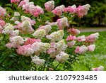 Hydrangea Paniculata  The...