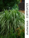Small photo of Miscanthus sinensis Cabaret. Cabaret- height 180 - 240 cm. The leaves are wide green with a white stripe in the center