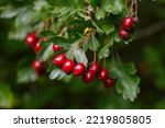 Berries Of Hawthorn   Lat....