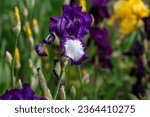 Small photo of German iris ( lat. Iris germanica ) in bloom. Beautiful flowers of bearded iris in spring garden