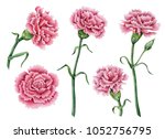 Watercolor Set Of Carnations ...