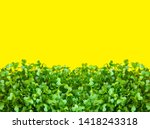 Small photo of Young fresh green sprouts of potted water cress on sunny yellow background. Microgreens gardening healthy plant based diet food Ingredients garnish concept. Banner poster with border copy space