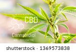 cannabis of the formula cbd ... | Shutterstock . vector #1369573838