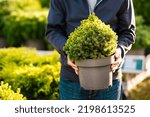 man gardener shopping in garden center, buying Dwarf Conifer plants in pot