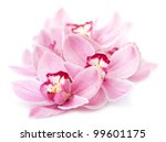 Pink Orchid Flowers Isolated