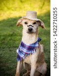 Small photo of Festa junina: party in Brazil in the month of june. Dogs wearing costume. Hat and mustache. Country, hick culture.