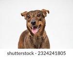 Small photo of Brown mutt dog isolated on white background