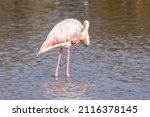 Greater Flamingo ...